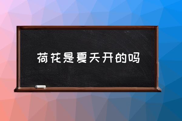 荷花是夏天開的嗎 荷花是什么季節(jié)開的？