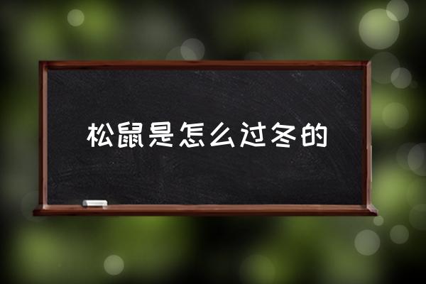松鼠是怎么過冬的 松鼠要冬眠嗎？
