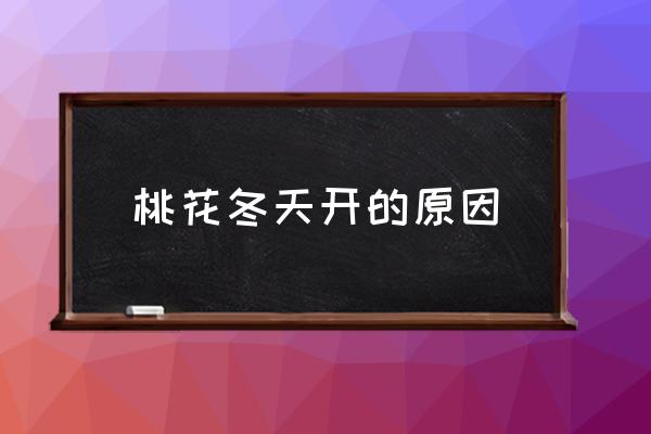 桃花冬天開(kāi)的原因 桃花的花期有多長(zhǎng)？