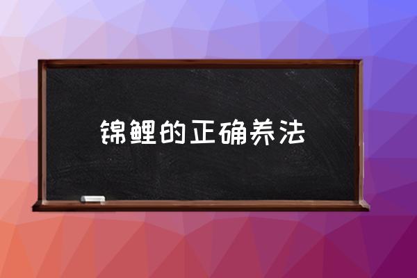 錦鯉的正確養(yǎng)法 錦鯉魚(yú)花如何養(yǎng)？