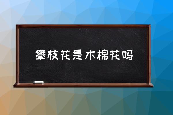 攀枝花是木棉花嗎 攀枝花是什么花？