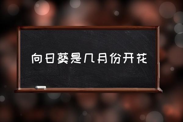 向日葵是幾月份開花 向日葵什么時(shí)候開花？