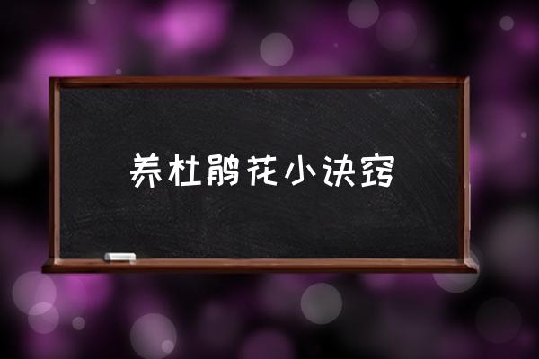養(yǎng)杜鵑花小訣竅 杜鵑什么時候開花？