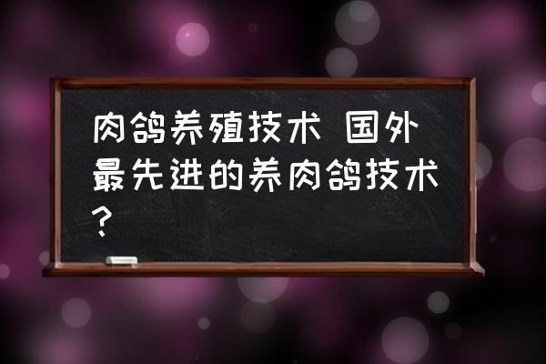 肉鴿養(yǎng)殖技術(shù) 國外最先進(jìn)的養(yǎng)肉鴿技術(shù)？