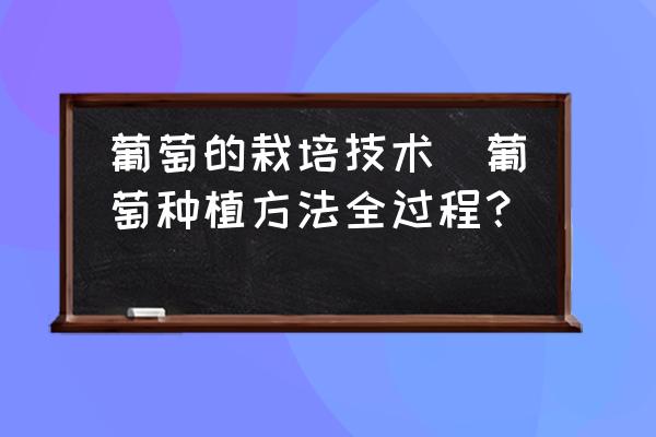 葡萄的栽培技術(shù)(葡萄種植方法全過程？)