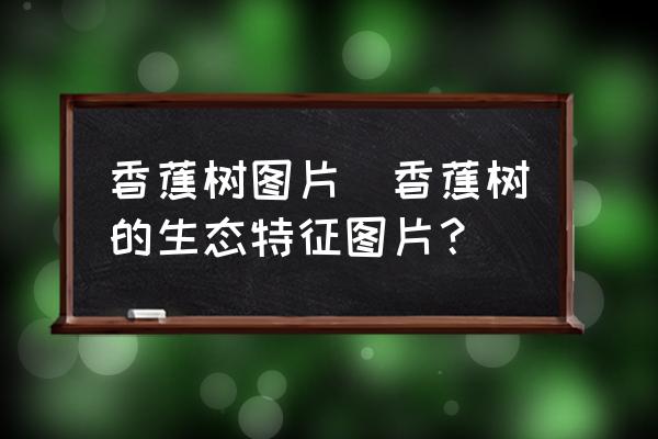 香蕉樹圖片(香蕉樹的生態(tài)特征圖片？)