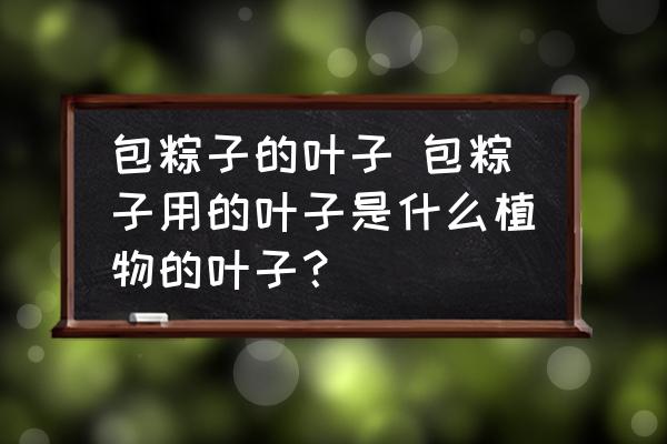 包粽子的葉子 包粽子用的葉子是什么植物的葉子？