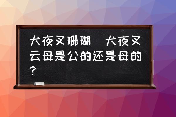 犬夜叉珊瑚(犬夜叉云母是公的還是母的？)