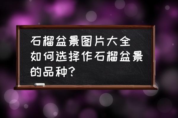 石榴盆景圖片大全(如何選擇作石榴盆景的品種？)