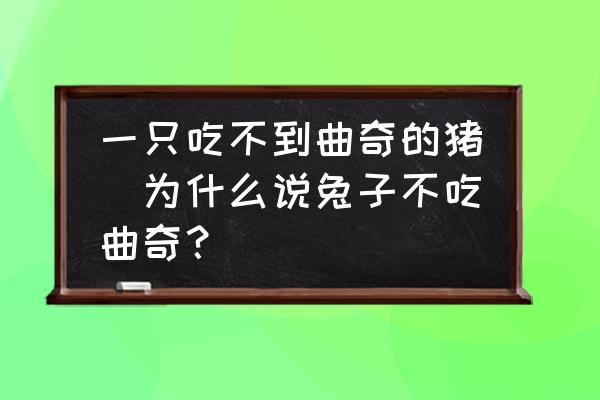 一只吃不到曲奇的豬(為什么說兔子不吃曲奇？)