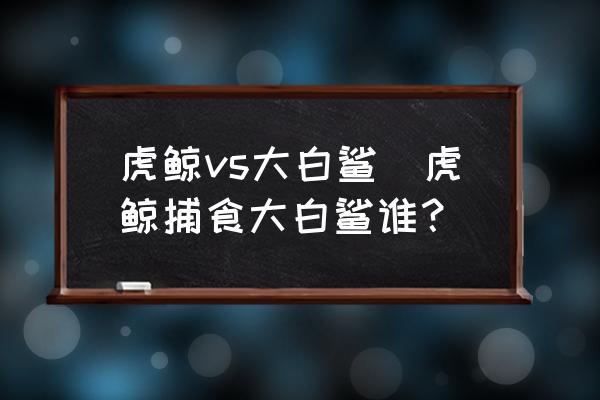虎鯨vs大白鯊(虎鯨捕食大白鯊誰？)