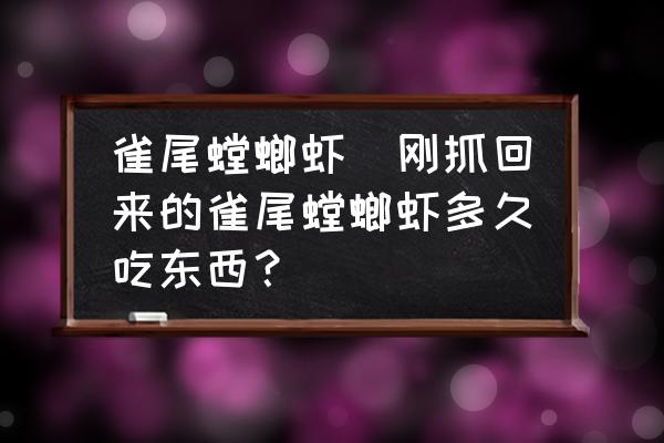 雀尾螳螂蝦(剛抓回來的雀尾螳螂蝦多久吃東西？)