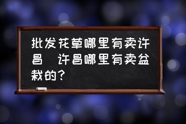 批發(fā)花草哪里有賣許昌(許昌哪里有賣盆栽的？)