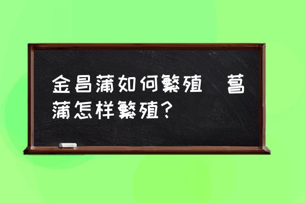 金昌蒲如何繁殖(菖蒲怎樣繁殖？)