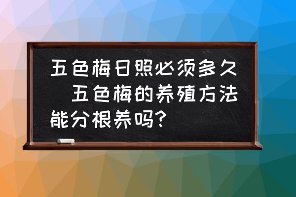 五色梅日照必須多久(五色梅的養(yǎng)殖方法能分根養(yǎng)嗎?)