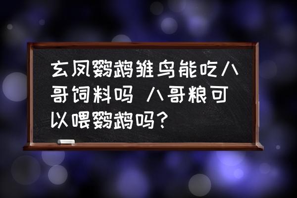 玄鳳鸚鵡雛鳥(niǎo)能吃八哥飼料嗎 八哥糧可以喂鸚鵡嗎？