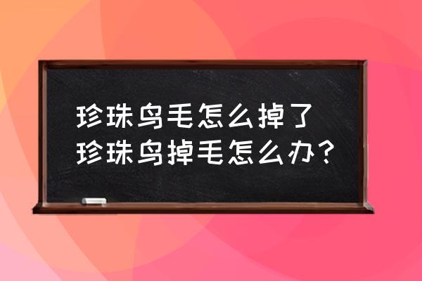 珍珠鳥毛怎么掉了 珍珠鳥掉毛怎么辦？