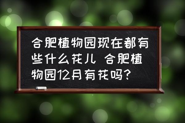 合肥植物園現(xiàn)在都有些什么花兒 合肥植物園12月有花嗎？