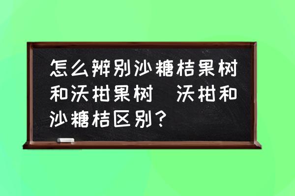怎么辨別沙糖桔果樹和沃柑果樹(沃柑和沙糖桔區(qū)別？)