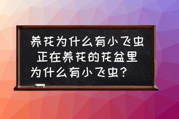 養(yǎng)花為什么有小飛蟲 正在養(yǎng)花的花盆里為什么有小飛蟲？