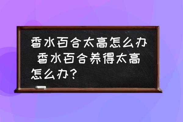 香水百合太高怎么辦 香水百合養(yǎng)得太高怎么辦？