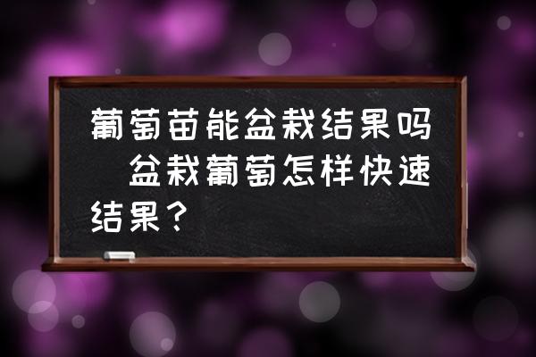 葡萄苗能盆栽結(jié)果嗎(盆栽葡萄怎樣快速結(jié)果？)
