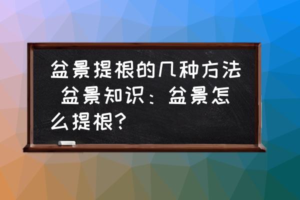 盆景提根的幾種方法 盆景知識：盆景怎么提根？