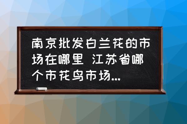 南京批發(fā)白蘭花的市場在哪里 江蘇省哪個市花鳥市場賣蘭花的比較多？