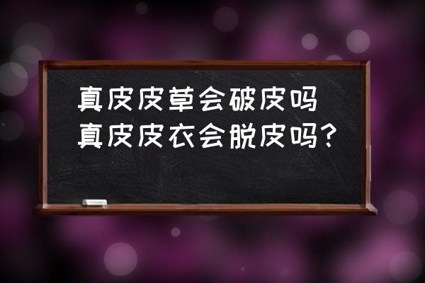 真皮皮草會(huì)破皮嗎(真皮皮衣會(huì)脫皮嗎？)
