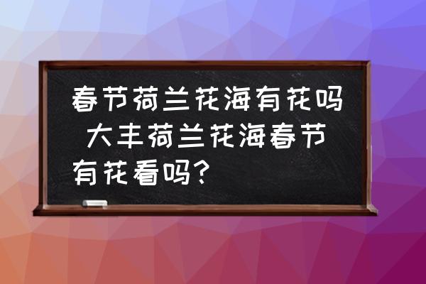 春節(jié)荷蘭花海有花嗎 大豐荷蘭花海春節(jié)有花看嗎？