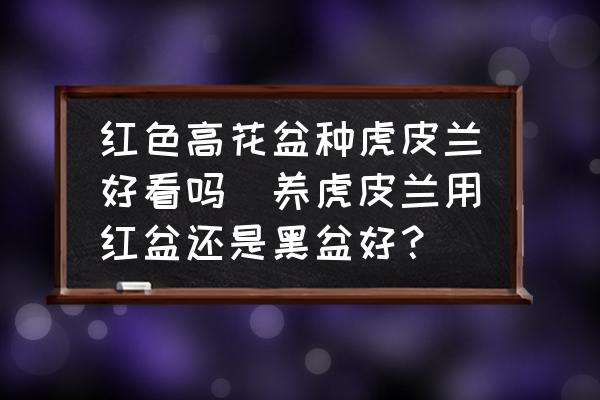 紅色高花盆種虎皮蘭好看嗎(養(yǎng)虎皮蘭用紅盆還是黑盆好？)