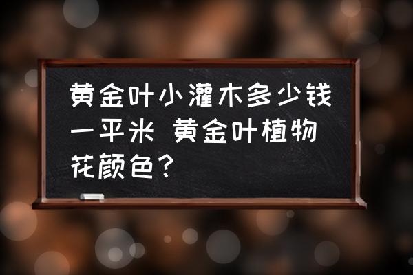 黃金葉小灌木多少錢(qián)一平米 黃金葉植物花顏色？