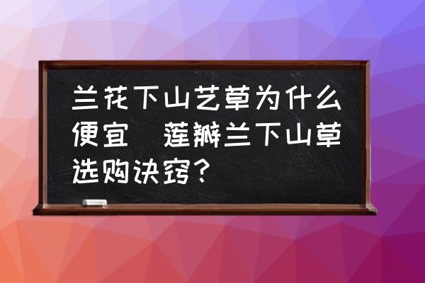 蘭花下山藝草為什么便宜(蓮瓣蘭下山草選購訣竅？)