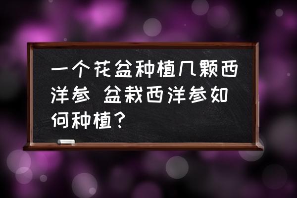 一個花盆種植幾顆西洋參 盆栽西洋參如何種植？