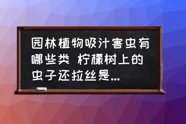 園林植物吸汁害蟲有哪些類 檸檬樹上的蟲子還拉絲是什么蟲？