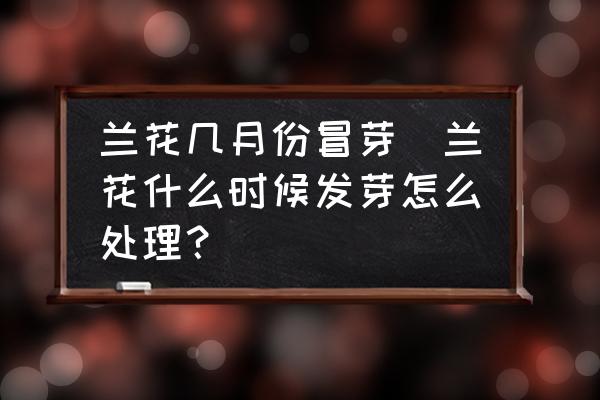 蘭花幾月份冒芽(蘭花什么時候發(fā)芽怎么處理？)