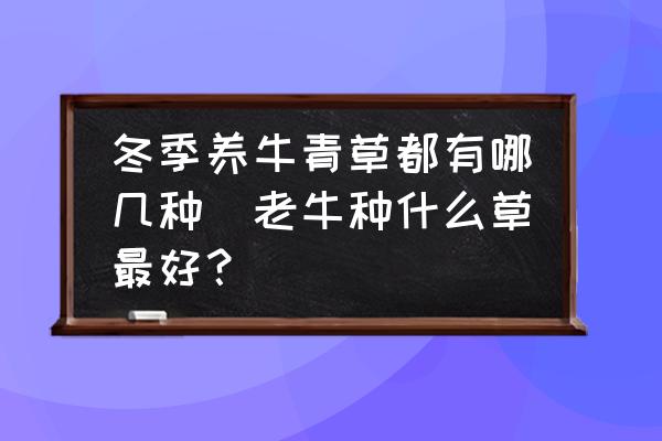 冬季養(yǎng)牛青草都有哪幾種(老牛種什么草最好？)