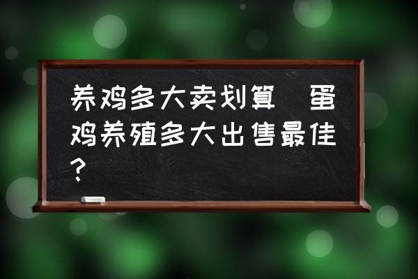 養(yǎng)雞多大賣劃算(蛋雞養(yǎng)殖多大出售最佳？)
