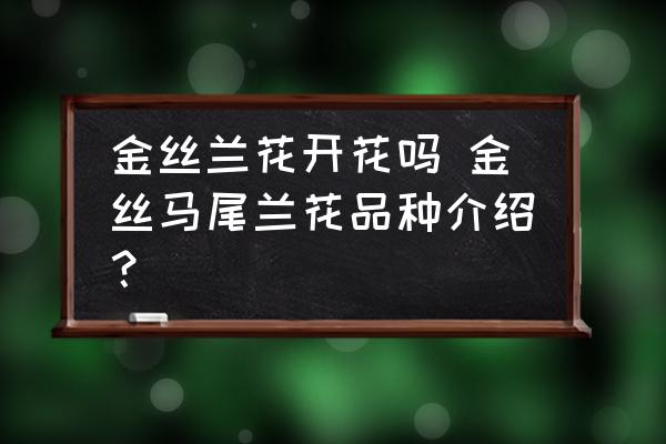 金絲蘭花開花嗎 金絲馬尾蘭花品種介紹？