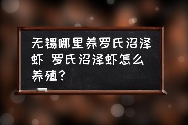 無(wú)錫哪里養(yǎng)羅氏沼澤蝦 羅氏沼澤蝦怎么養(yǎng)殖？