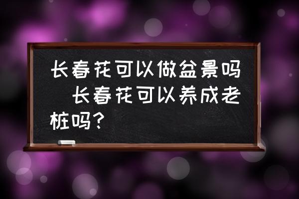 長春花可以做盆景嗎(長春花可以養(yǎng)成老樁嗎？)