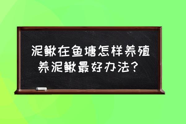 泥鰍在魚塘怎樣養(yǎng)殖 養(yǎng)泥鰍最好辦法？
