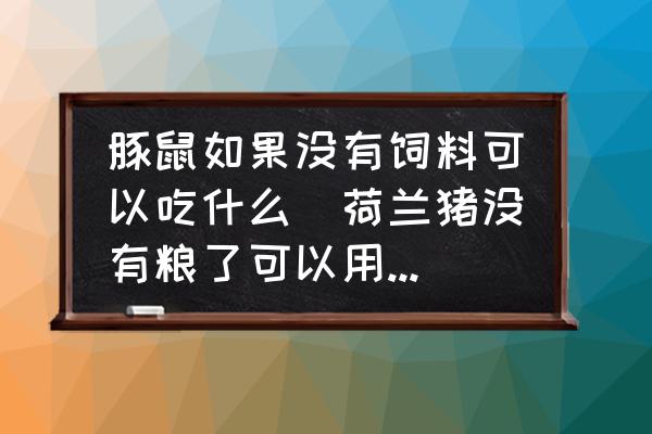 豚鼠如果沒有飼料可以吃什么(荷蘭豬沒有糧了可以用什么代替？)