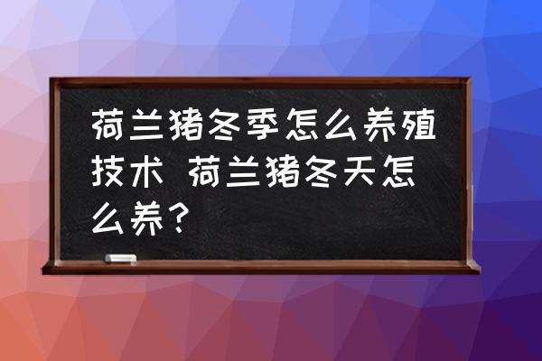 荷蘭豬冬季怎么養(yǎng)殖技術(shù) 荷蘭豬冬天怎么養(yǎng)？