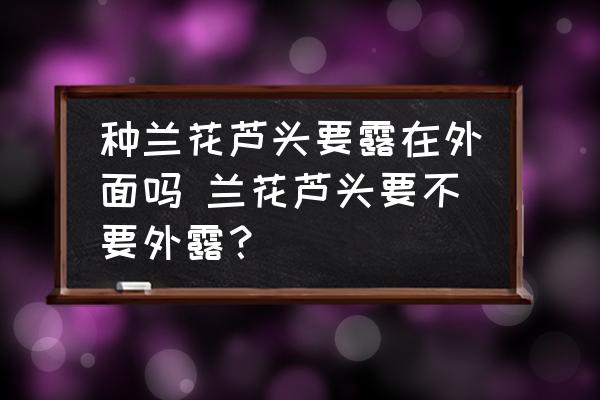 種蘭花蘆頭要露在外面嗎 蘭花蘆頭要不要外露？