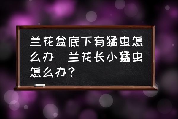 蘭花盆底下有猛蟲怎么辦(蘭花長小猛蟲怎么辦？)