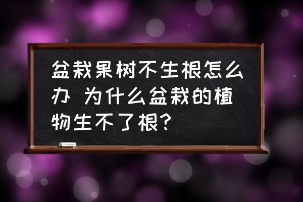 盆栽果樹不生根怎么辦 為什么盆栽的植物生不了根？