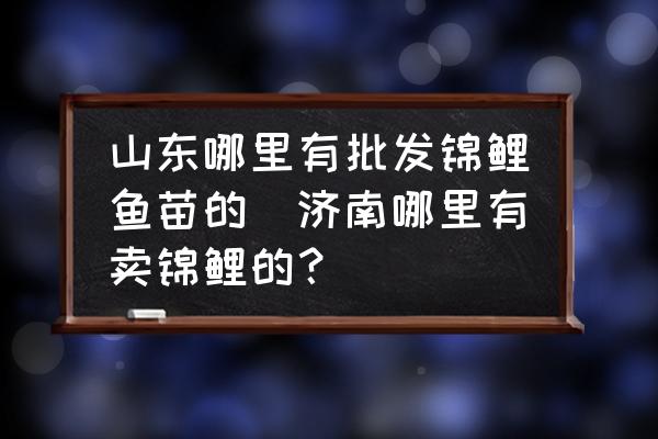 山東哪里有批發(fā)錦鯉魚苗的(濟南哪里有賣錦鯉的？)