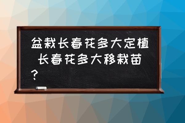 盆栽長春花多大定植 長春花多大移栽苗？