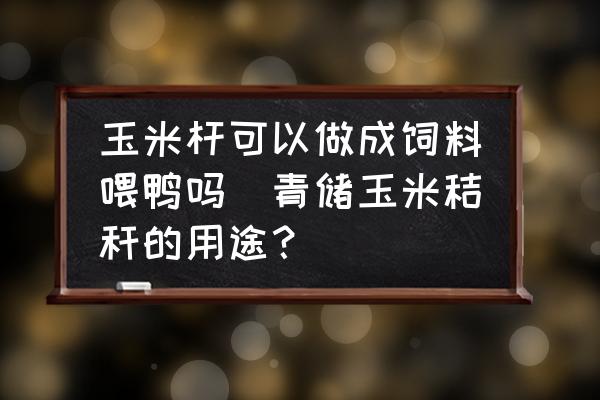 玉米桿可以做成飼料喂鴨嗎(青儲(chǔ)玉米秸稈的用途？)